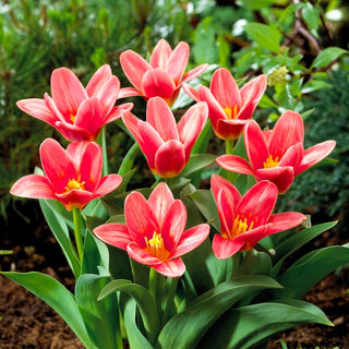 Tulpe - Fashion - Tulipa - Eleganz und Frische im Garten - 5 Blumenzwiebeln