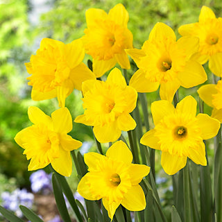 Narzisse - Dutch Master - Narcissus - Intensive gelbe auffällige Blüten - 5 Blumenzwiebeln