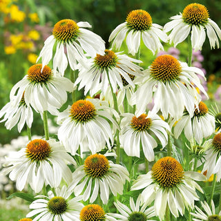 Echinacea White Swan - Snow-White Elegance, Grows up to 1 Metre - Echinacea purpurea - Premium Seeds