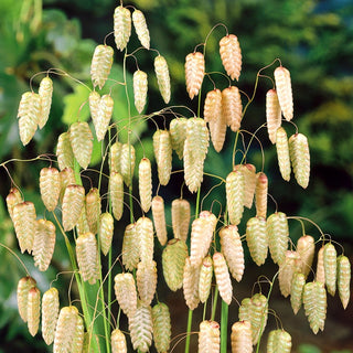 Greater Quaking Grass - Delicate Ornamental Grass with Unique Flower Spikes - Briza maxima - Premium Seeds