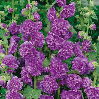 Hollyhock Violet - Tall, Full Flowers, Easy to Grow - Alcea rosea - Premium Seeds