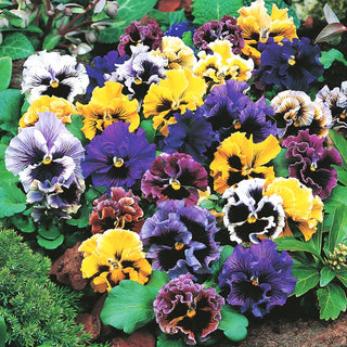 Pansy Rococo Mixed - Multicoloured, Showy Flowers, Perfect for Edging and Containers - Viola ×wittrockiana - Premium Seeds