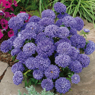 Dwarf Aster Milady Lilac - Graceful for Low Borders - Callistephus chinensis - Premium Seeds