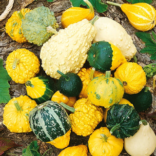 Ornamental Gourd Warty Mix - Charming Decoration Full of Charm - Premium Seeds