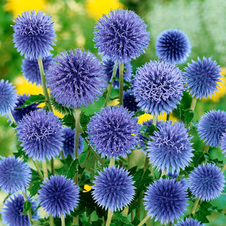 Globe Thistle - Frost-Resistant, Exceptionally Decorative - Echinops ritro - Premium Seeds