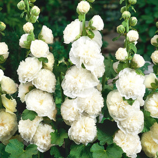 Hollyhock White - Full, Impressive Flower Clusters - Alcea rosea - Premium Seeds