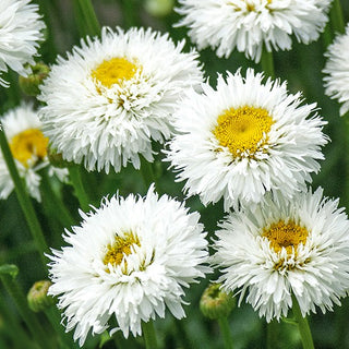 Oxeye Daisy Crazy Daisy - Dazzling Snow-White Flowers Full of Charm - Chrysanthemum leucanthemum - Premium Seeds