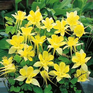 Golden Columbine - Unmatched Beauty and Long-Lasting Durability - Aquilegia chrysantha - Premium Seeds