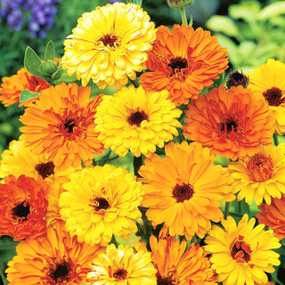 Pot Marigold - Excellent for Borders, Best for Skin Problems - Calendula officinalis - Premium Seeds