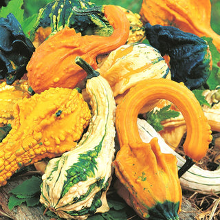 Ornamental Gourd Indian Mix - Trailing or Climbing, Ideal for Covering Walls and Arbours - Premium Seeds