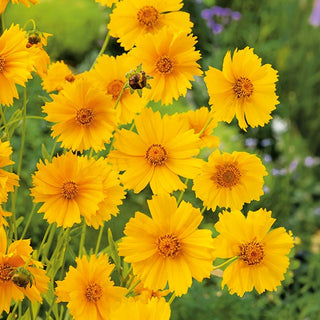 Dwarf Coreopsis - Explosion of Golden-Yellow Flowers, Exceptionally Pretty All Summer - Coreopsis tinctoria - Premium Seeds