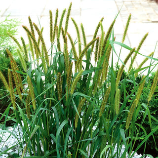 Yellow Foxtail - Lush Clumps, Decorative Flower Spikes, Grey-Green Leaves - Setaria pumila - Premium Seeds