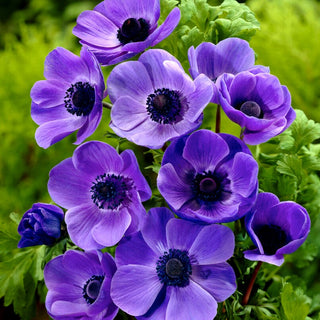 Anemone - Mr Fokker - Anemone - Farbenfrohes Juwel im Frühlingsgarten - 8 Blumenzwiebeln