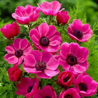 Anemone - Sylphide - Anemone - Zarte subtile Blüten - 8 Blumenzwiebeln