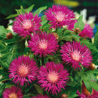 Persian Cornflower - Unique Addition to Any Garden - Centaurea dealbata - Premium Seeds