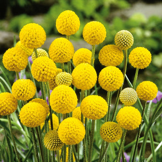 Billy Balls - Yellow Spherical Flower Clusters, Super Pretty and Striking - Craspedia globosa - Premium Seeds