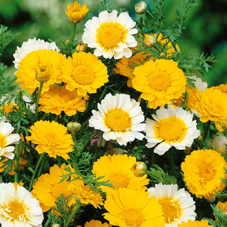 Crown Daisy Mixed - White or Yellow Flowers, Ideal for Sunny Borders - Chrysanthemum coronarium - Premium Seeds