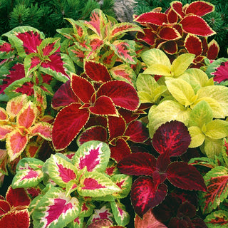 Coleus Rainbow - Multicoloured Leaves, Potted and Garden Plant, Easy to Grow - Coleus blumei - Premium Seeds