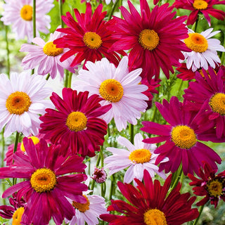 Pyrethrum Mixed - Frost-Resistant, Abundant Flowering, Pink Shades, Easy to Grow - Chrysanthemum coccineum - Premium Seeds