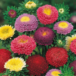 Pompon Aster Mix - Autumn Star in the Garden, Extremely Decorative - Callistephus chinensis - Premium Seeds