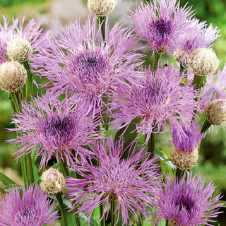 American Basketflower - Delicate Beauty in Pastel Shades - Centaurea americana - Premium Seeds