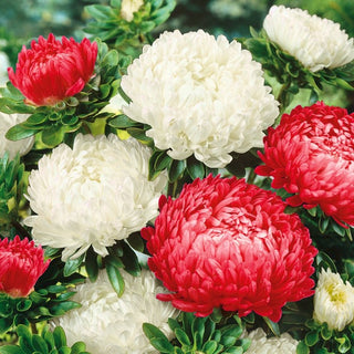 Aster White and Red Colour - Beautiful and Durable - Callistephus chinensis - Premium Seeds
