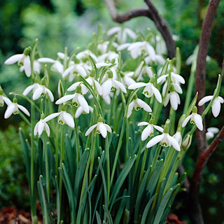 Schneeglöckchen - Galanthus - Zarter Duft und Eindrucksvolle Blüten - 5 Blumenzwiebeln