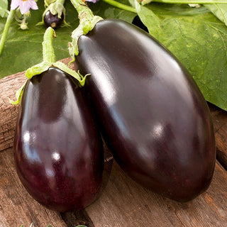 BIO Aubergine Black Beauty - Besonders Fleischig, Perfekt Für Den Grill - Premium-Saatgut