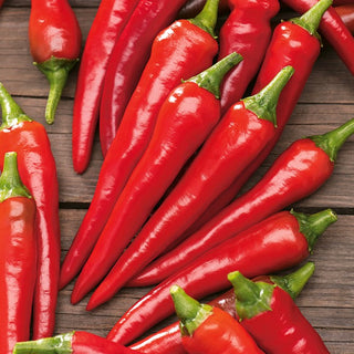 Chilli Pepper De Cayenne - Extremely Aromatic and Spicy, for Open Field and Protected Cultivation - Premium Seeds