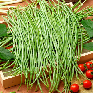 Cowpea - Delicious Fibreless Pods, Perfect for Asian Dishes - Vigna unguiculata - Premium Seeds