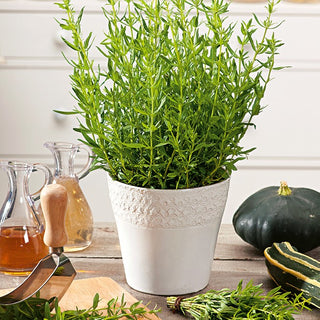Hyssop - Intense Lemon Scent, Valuable Properties - Hyssopus officinalis - Premium Seeds