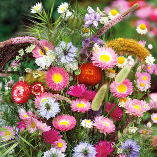 Plants for Dried Bouquets Mixed - Variety of Colours and Forms - Premium Seeds