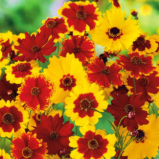 Coreopsis Bicolor Dwarf Mix - Floral Explosion, Exceptionally Pretty Colours and Fast Blooming - Coreopsis tinctoria - Premium Seeds