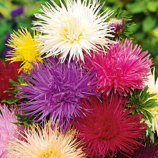 China Aster Needle Mixed - Variegated, Needle-Like Flowers, Perfect for Borders and Bouquets - Callistephus chinensis - Premium Seeds