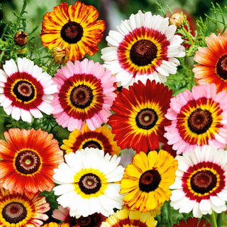 Chrysanthemum Tricolor Mixed - Frost-Resistant, Profuse Flowering, Easy to Grow - Chrysanthemum tricolor - Premium Seeds