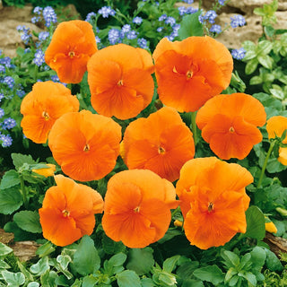 Pansy Orange Sun - Long Blooming Period, Hardy, Ideal for Borders and Balconies - Viola × wittrockiana - Premium Seeds