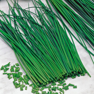 Chives Prazska - Excellent Taste and Aroma, High Productivity - Premium Seeds