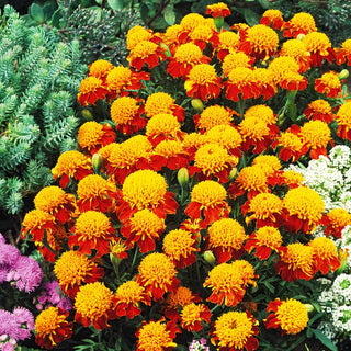 Studentenblume Orange Flame - Ideal Für Gruppenpflanzungen - Tagetes patula nana - 1 kg