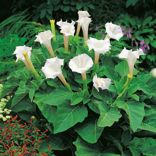 Indian Thornapple - White Trumpet-Shaped Flowers, Ideal for Pots, Terraces and Borders - Datura metel - Premium Seeds