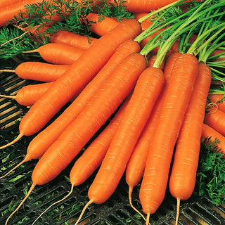 Möhre - Amsterdam 3 - Schneller Ertrag, perfekt für frische Säfte - XXL-Packung - 500 g