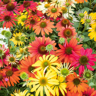 Echinacea Mixed - Large Flowers with Elegant, Raised Centres, Frost-Resistant - Echinacea - Premium Seeds