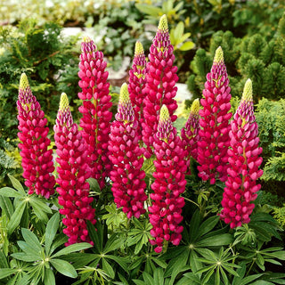 Lupine The Pages - Perennial with Impressive Flowers in Spikes - Lupinus polyphyllus - Premium Seeds