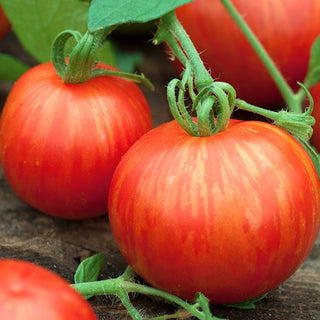 Tomato Tigerella - Super Aromatic Fruits, Easy to Grow, High Productivity - Premium Seeds