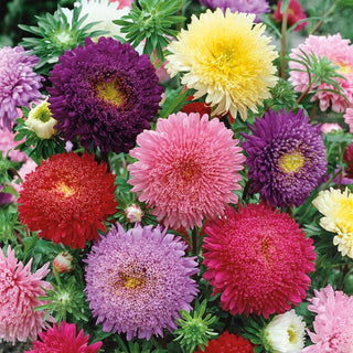 Princess Aster Mix - Elegant Flowers with an Unmatched Charm - Callistephus chinensis - Premium Seeds