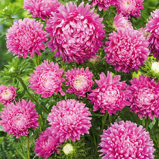 Dwarf Aster Milady Rose - Extremely Decorative, Full Flowers - Callistephus chinensis - Premium Seeds
