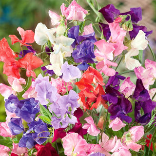 Sweet Pea Mixed - Intense and Pleasant Aroma, Various Colours, Cold-Resistant - Lathyrus odoratus - Premium Seeds