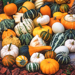 Ornamental Gourd Mixed - Fabulous Shapes, Spherical, Oval, and Flattened Pumpkins - Premium Seeds