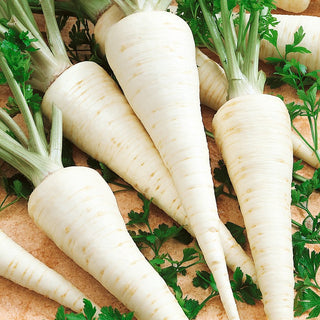 Root Parsley Cukrowa - Exceptionally Sweet, Abundant Yields, Frost-Resistant - Premium Seeds