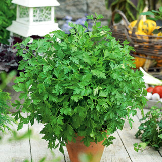 Parsley Festival 68 - Excellent for Drying and Freezing, High Yields, Triple Harvests - Premium Seeds