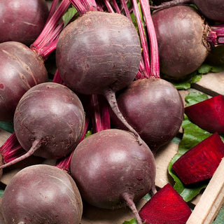 Rote Rübe Detroit 2 - Saatband - Bequeme Aussaat, Perfekt Für Garten Und Beet